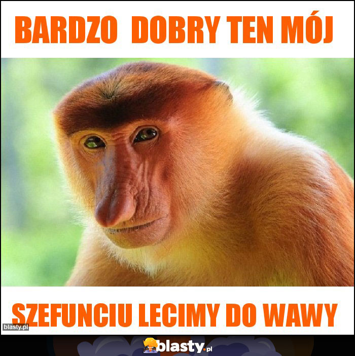 Bardzo  dobry ten mój