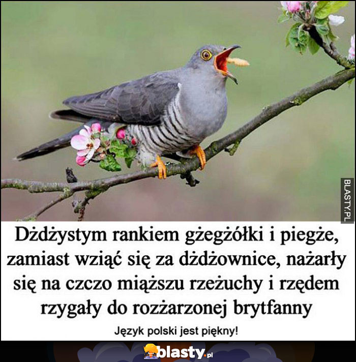 Dżdżystym rankiem gżegżółki i piegże zamiast wziąć się za dżdżownice nażarły sięna czoczo miąższu rzeżuchy i rzędem rzygały do rozżarzonej brytfanny, język polski jest piękny!