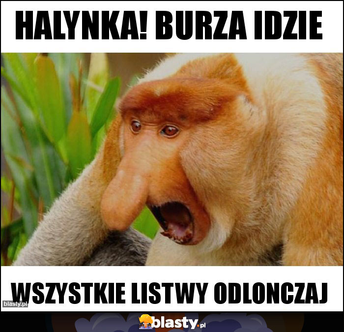 Halynka! Burza idzie Halynka! Burza idzie