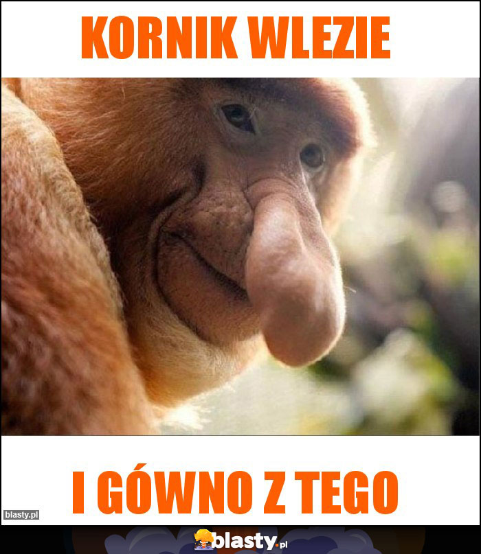 Kornik wlezie Kornik wlezie