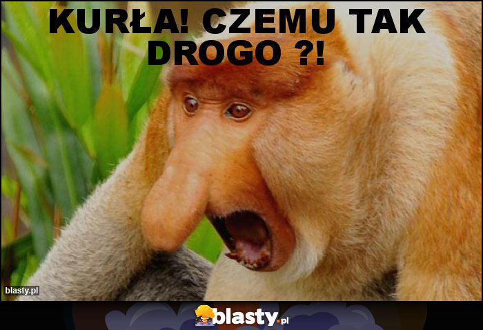 Kurła! Czemu tak drogo ?! Kurła! Czemu tak drogo ?!