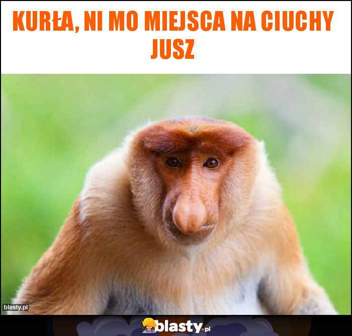 Kurła, ni mo miejsca na ciuchy jusz Kurła, ni mo miejsca na ciuchy jusz