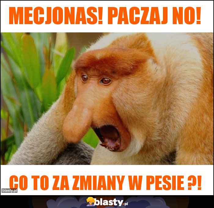 Mecjonas! Paczaj no! Mecjonas! Paczaj no!