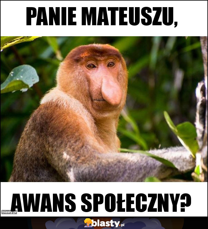 Panie Mateuszu, Panie Mateuszu,