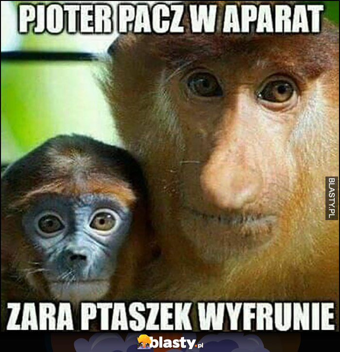 Pjoter patrz w aparat zaraz ptaszek wyfrunie Polak nosacz mem