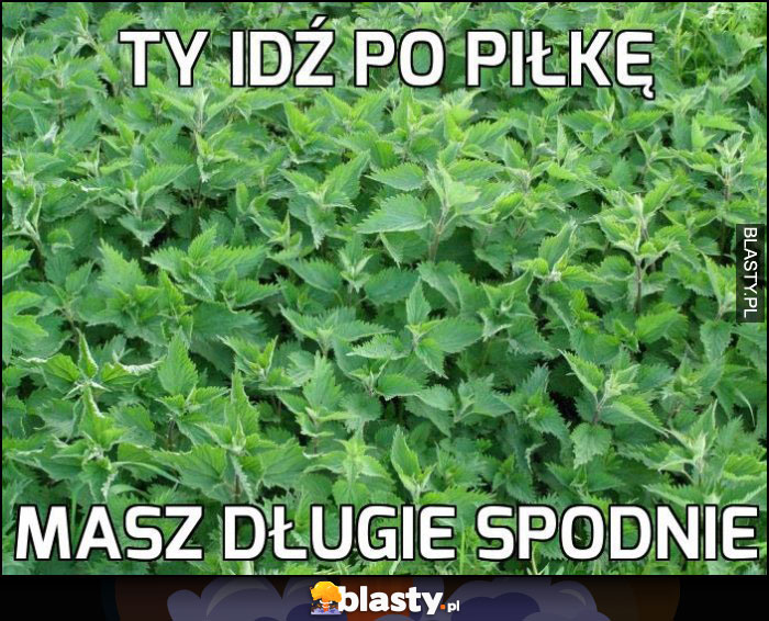 Ty idź po piłkę, masz długie spodnie pokrzywy