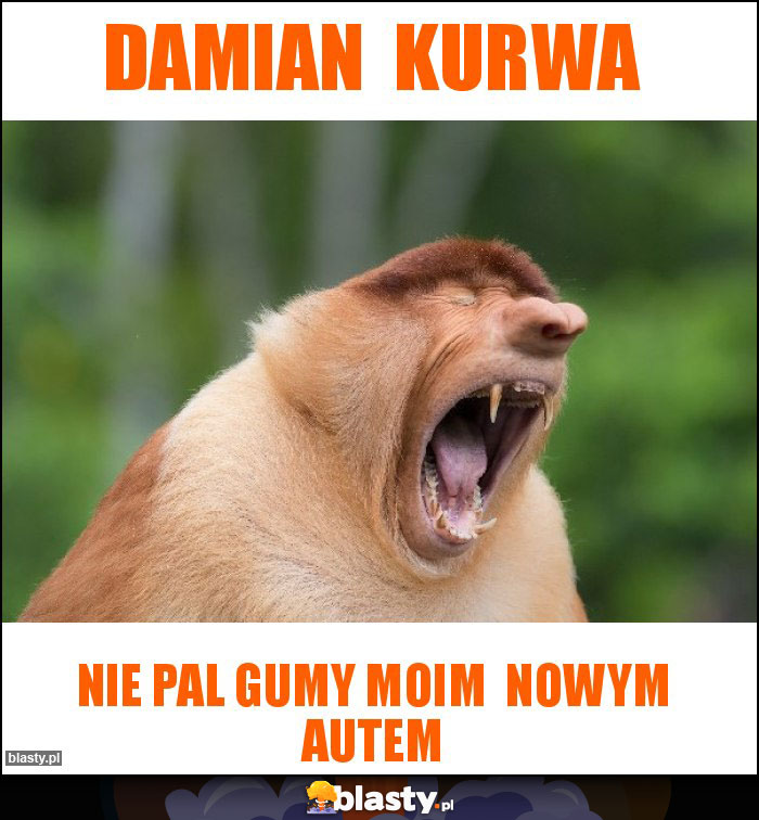 DAMIAN KURWA DAMIAN KURWA