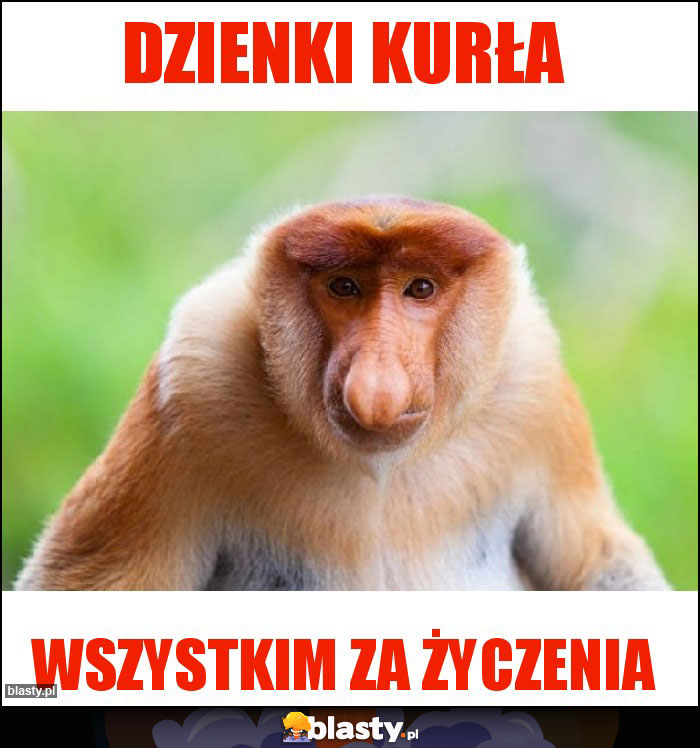 Dzienki kurła Dzienki kurła