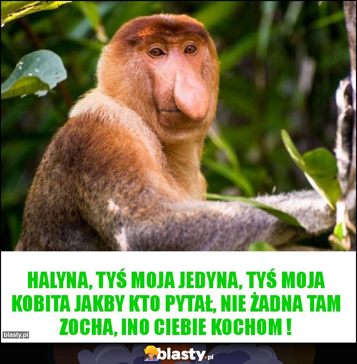 Halyna, tyś moja jedyna, tyś moja kobita jakby kto pytał, nie żadna tam zocha, ino ciebie kochom ! Halyna, tyś moja jedyna, tyś moja kobita jakby kto pytał, nie żadna tam zocha, ino ciebie kochom !