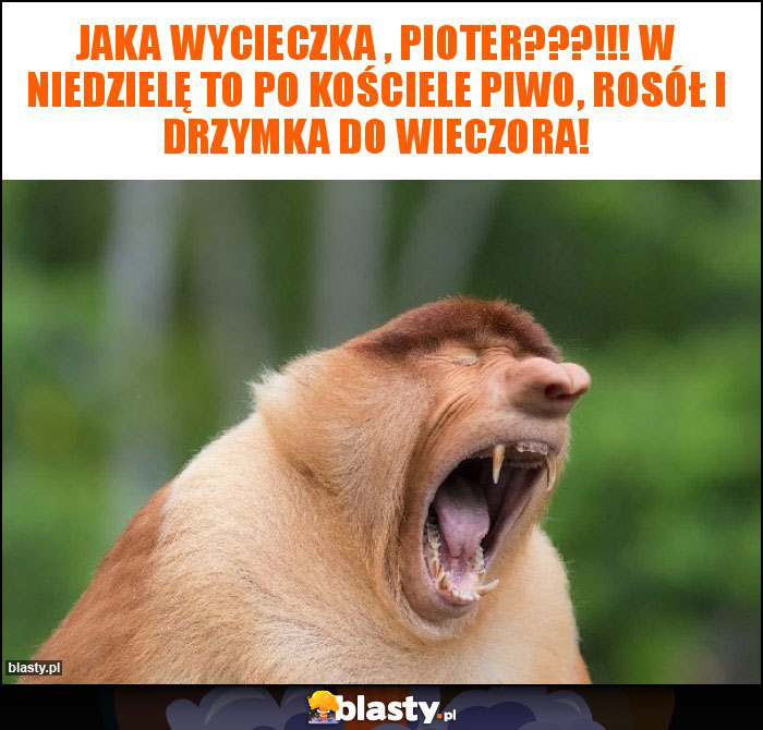 Jaka wycieczka , Pioter???!!! W niedzielę to po kościele piwo, rosół i drzymka do wieczora! Jaka wycieczka , Pioter???!!! W niedzielę to po kościele piwo, rosół i drzymka do wieczora!