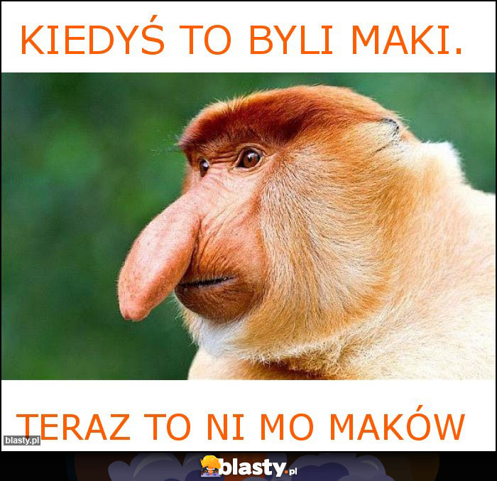 Kiedyś to byli maki. Kiedyś to byli maki.