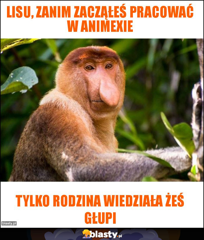 LISU, Zanim zacząłeś pracować w ANIMEXIE LISU, Zanim zacząłeś pracować w ANIMEXIE