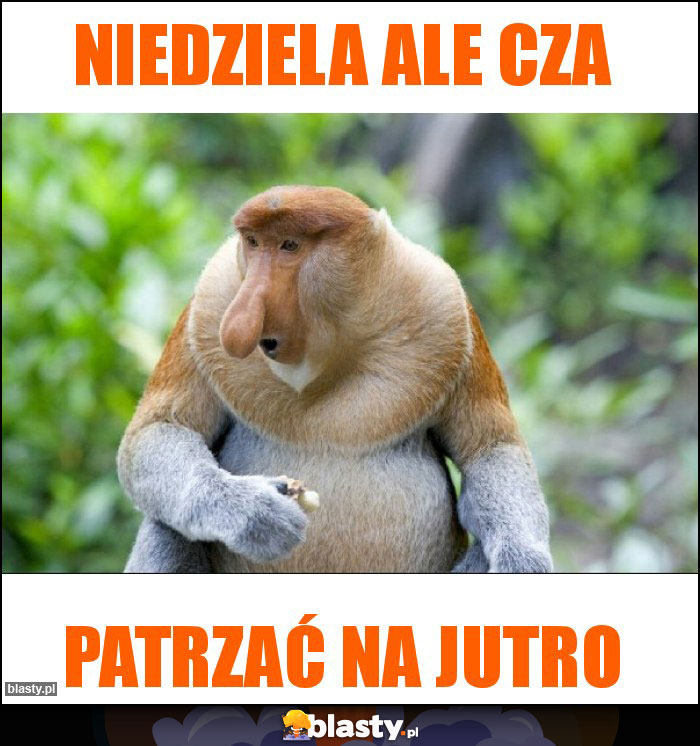 Niedziela ale cza Niedziela ale cza