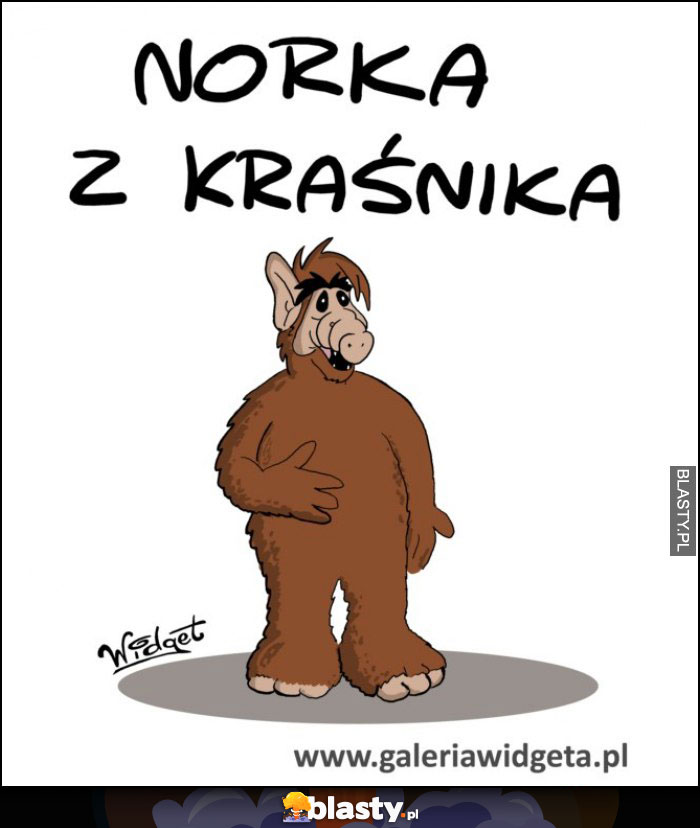 Norka z Kraśnika Norka z Kraśnika