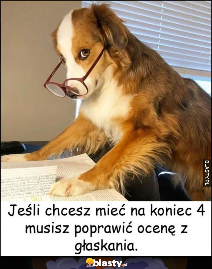 Pies jeśli chcesz mieć na koniec 4 musisz poprawić ocenę z głaskania