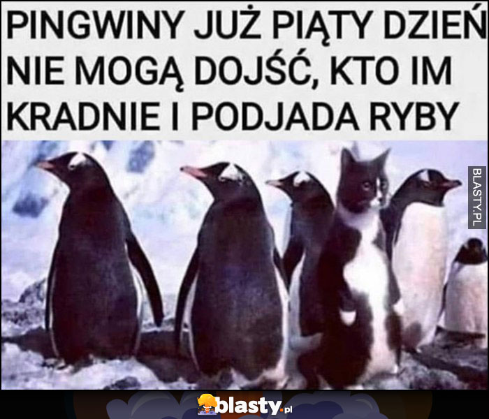 Pingwiny już piąty dzień nie mogą dojść, kto im kradnie i podjada ryby kot