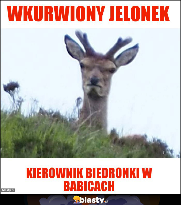 Wkurwiony jelonek Wkurwiony jelonek