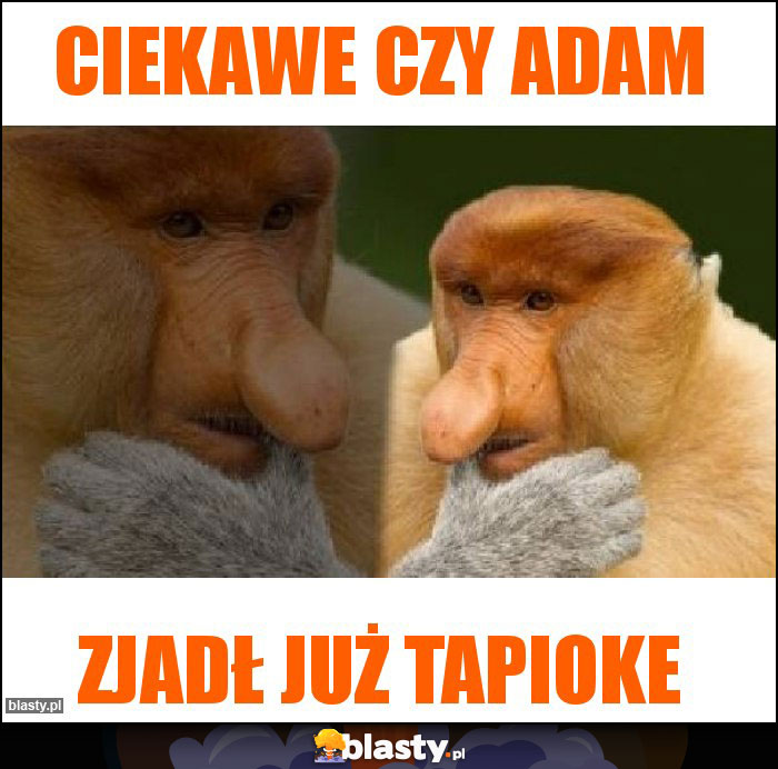 Ciekawe czy adam Ciekawe czy adam
