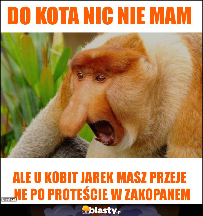 Do kota nic nie mam Do kota nic nie mam
