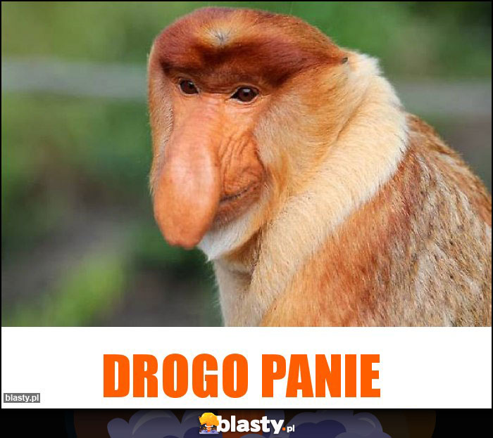 DROGO PANIE DROGO PANIE