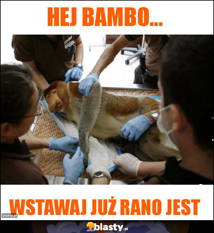 Hej Bambo... Hej Bambo...