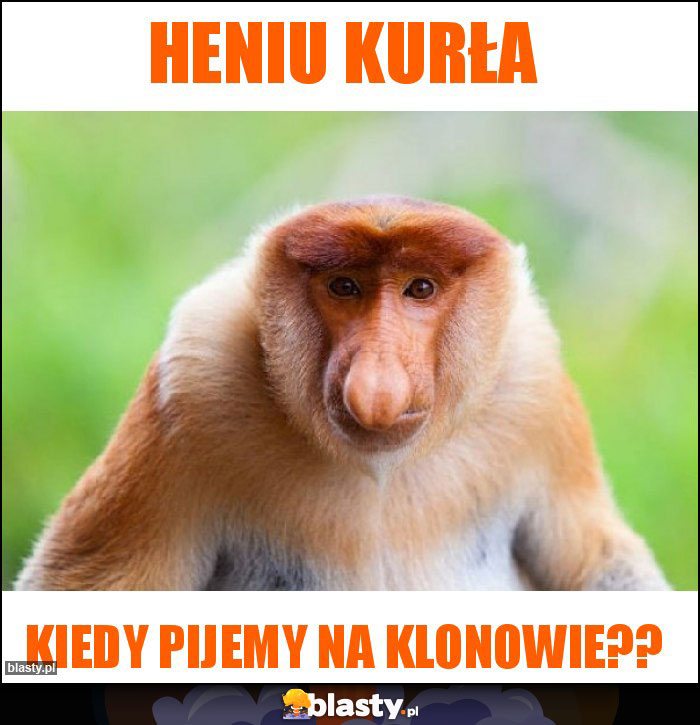HENIU kurła HENIU kurła