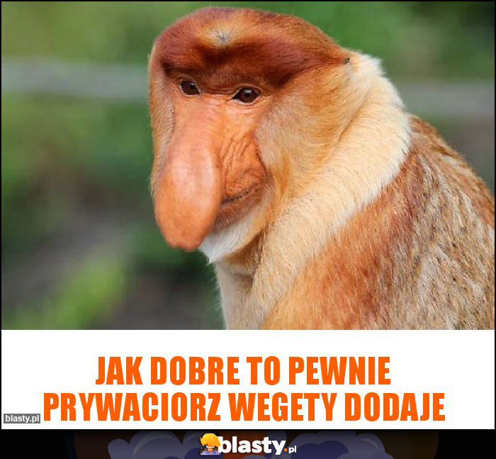 Jak dobre to pewnie prywaciorz wegety dodaje Jak dobre to pewnie prywaciorz wegety dodaje