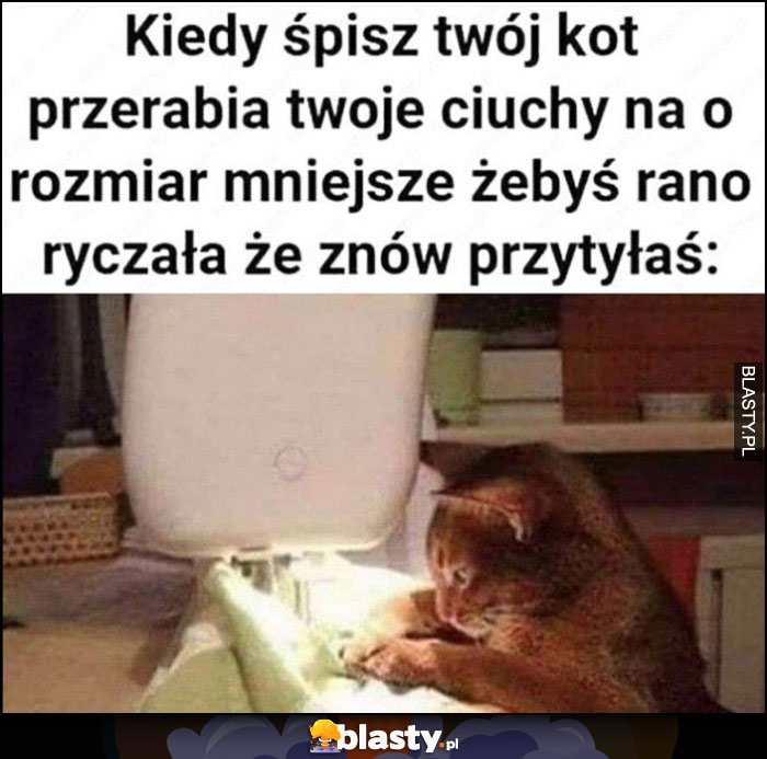 Kiedy śpisz twój kot przerabia twoje ciuchy na rozmiar mniejsze, żebyś rano ryczała, że znów przytyłaś