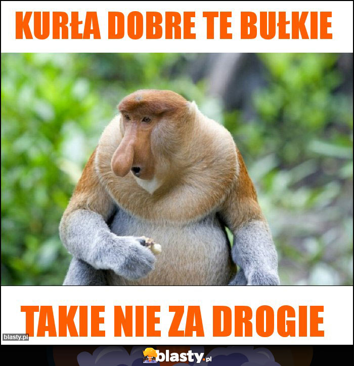 Kurła dobre te bułkie Kurła dobre te bułkie
