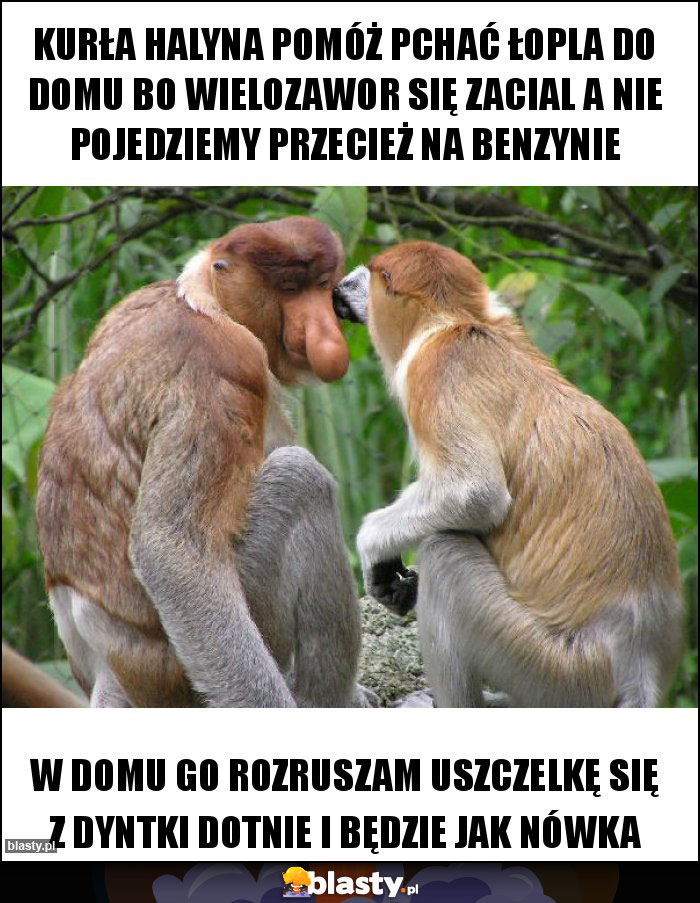 Kurła Halyna pomóż pchać łopla do domu bo wielozawor się zacial A nie pojedziemy przecież na benzynie Kurła Halyna pomóż pchać łopla do domu bo wielozawor się zacial A nie pojedziemy przecież na benzynie