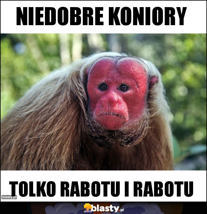 NIEDOBRE KONIORY