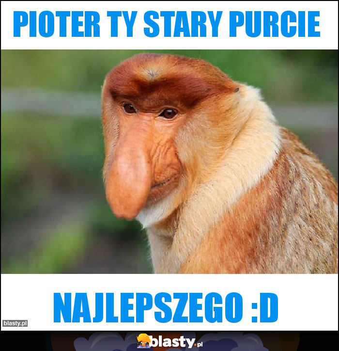 Pioter Ty stary purcie Pioter Ty stary purcie