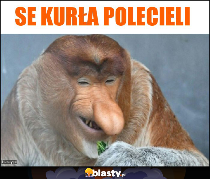 SE KURŁA POLECIELI SE KURŁA POLECIELI