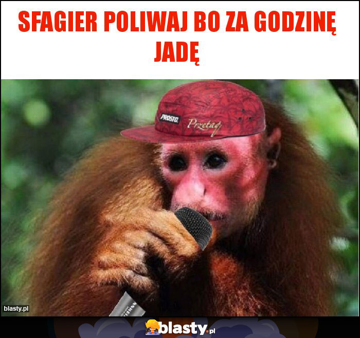Sfagier poliwaj bo za godzinę jadę Sfagier poliwaj bo za godzinę jadę