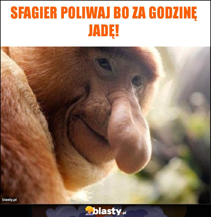 Sfagier poliwaj bo za godzinę jadę! Sfagier poliwaj bo za godzinę jadę!
