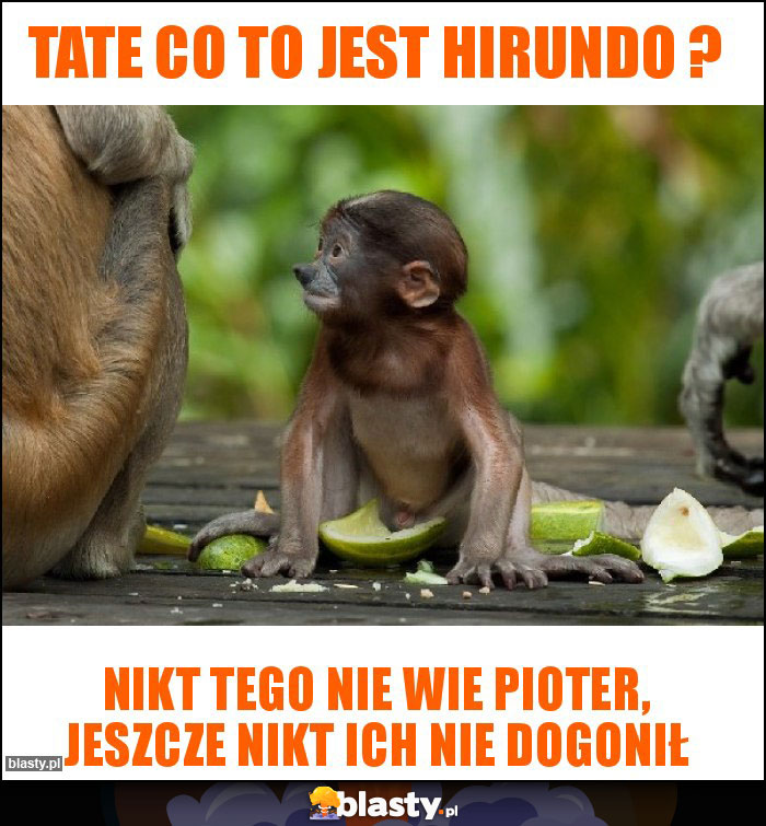 Tate co to jest Hirundo ? Tate co to jest Hirundo ?
