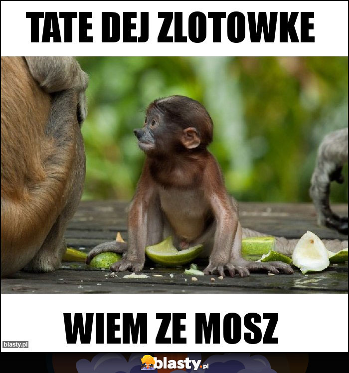 TATE DEJ ZLOTOWKE TATE DEJ ZLOTOWKE