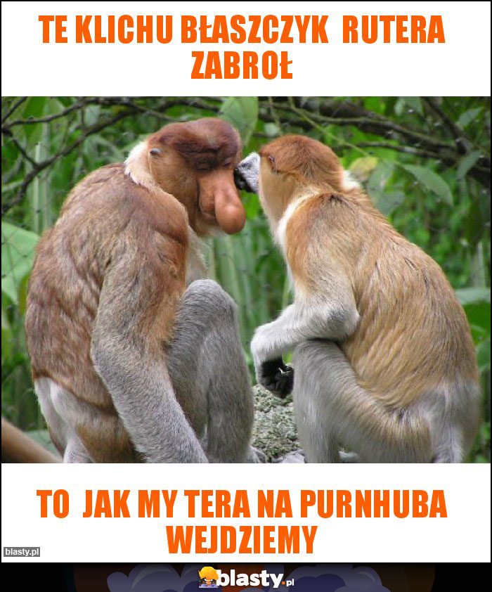 Te Klichu Błaszczyk Rutera zabroł Te Klichu Błaszczyk Rutera zabroł