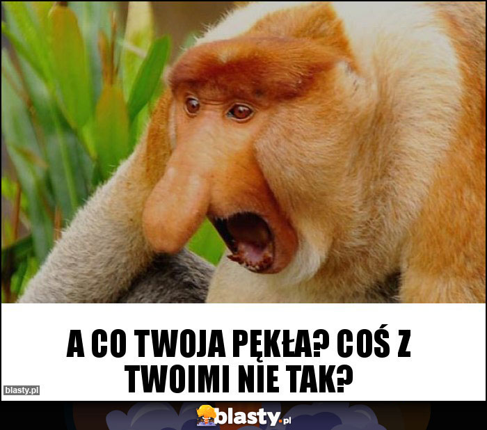 a co twoja pękła? Coś z twoimi nie tak? a co twoja pękła? Coś z twoimi nie tak?