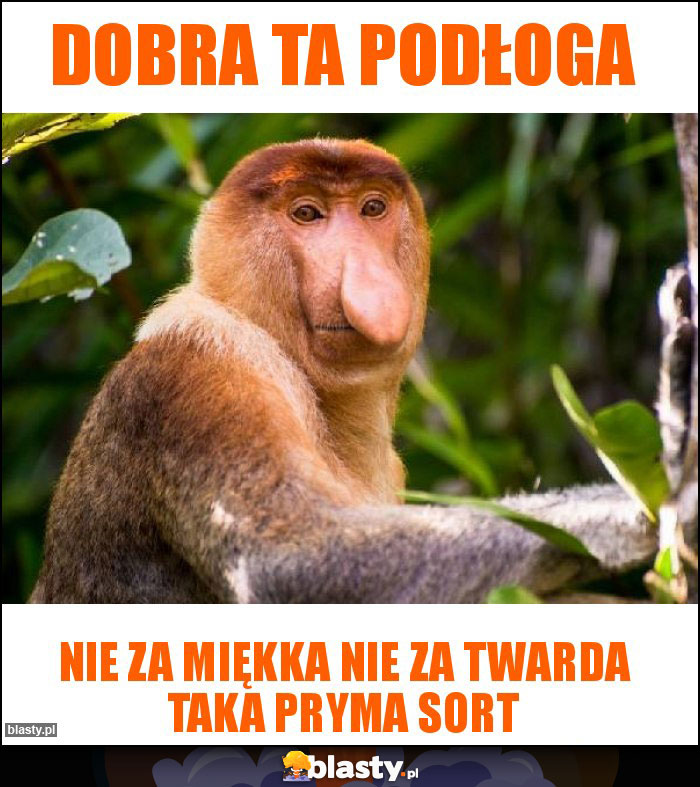 Dobra ta podłoga Dobra ta podłoga