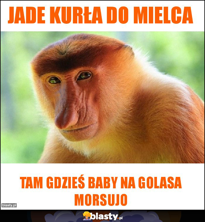 Jade kurła do Mielca Jade kurła do Mielca