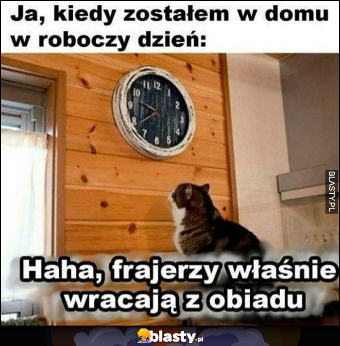 Kot, ja, kiedy zostałem w domu w dzień roboczy. Patrzy na zegarek, haha frajerzy właśnie wracają z obiadu