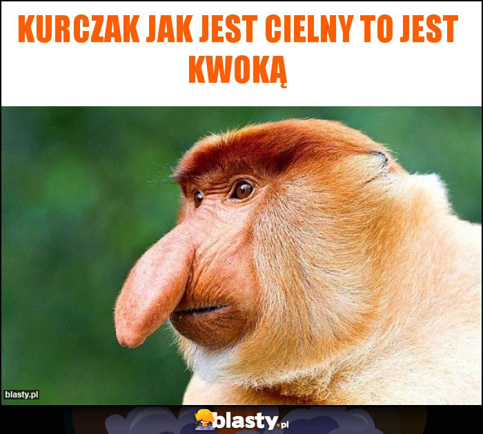 Kurczak jak jest cielny to jest kwoką Kurczak jak jest cielny to jest kwoką