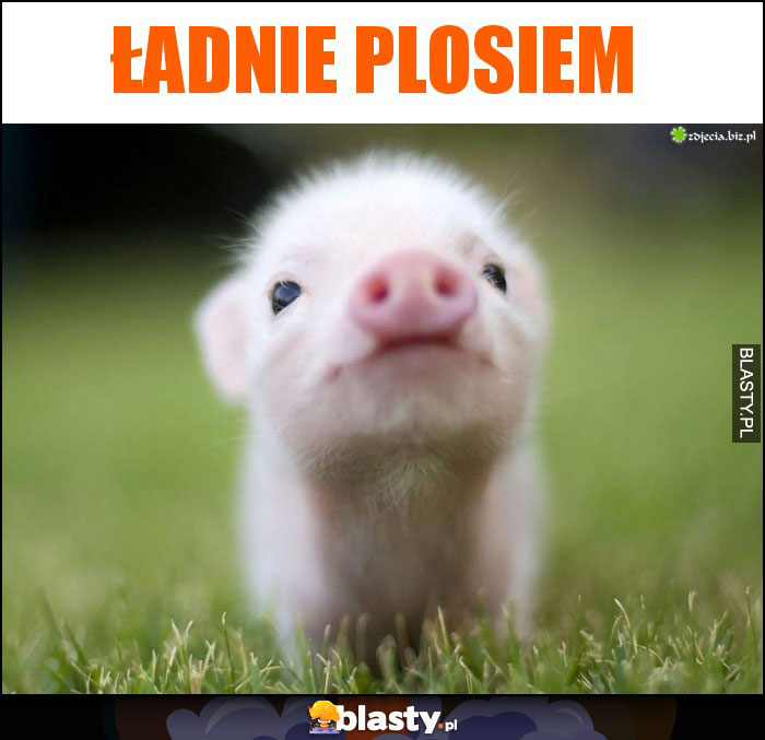 Ładnie Plosiem