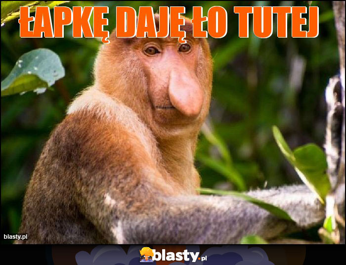 Łapkę daję ło tutej Łapkę daję ło tutej
