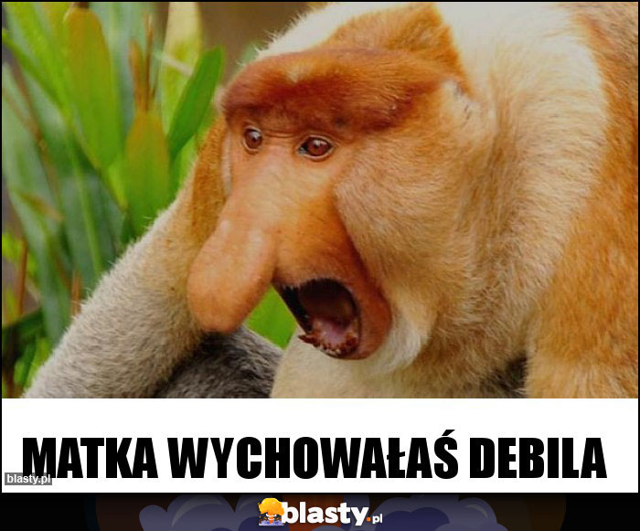 Matka wychowałaś debila Matka wychowałaś debila