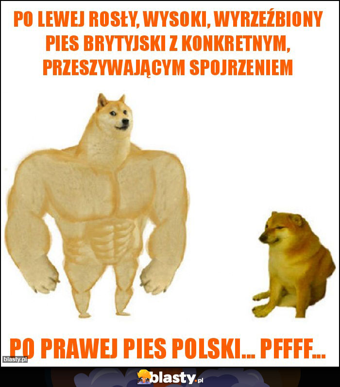 Po lewej rosły, wysoki, wyrzeźbiony pies brytyjski z konkretnym, przeszywającym spojrzeniem Po lewej rosły, wysoki, wyrzeźbiony pies brytyjski z konkretnym, przeszywającym spojrzeniem