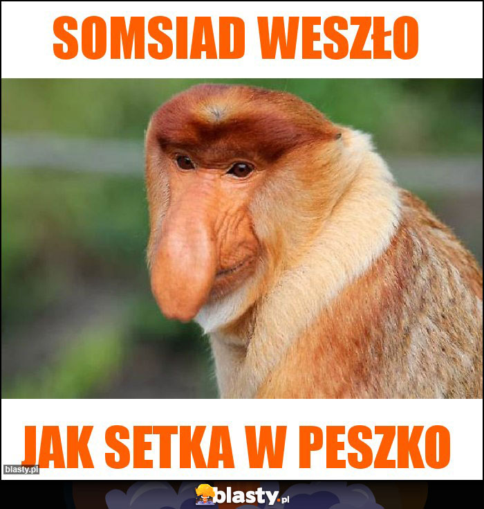 Somsiad weszło