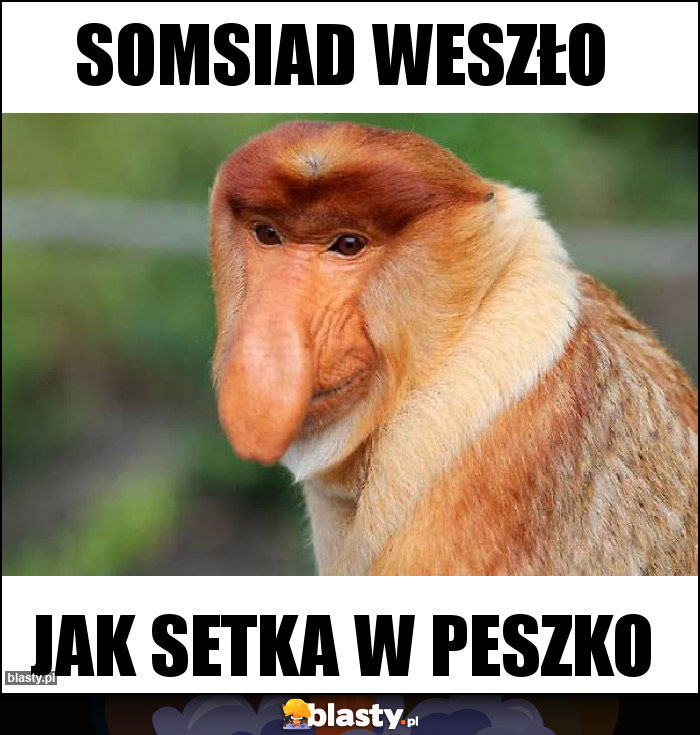 Somsiad weszło Somsiad weszło