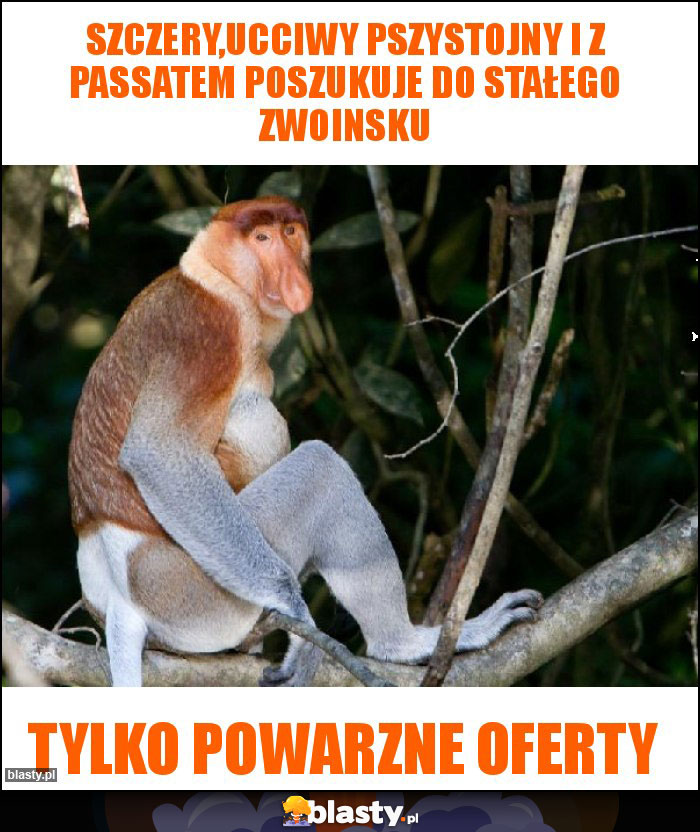 Szczery,ucciwy pszystojny i z passatem poszukuje do stałego zwoinsku Szczery,ucciwy pszystojny i z passatem poszukuje do stałego zwoinsku